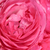 Rose - Rosiers miniatures - Moin Moin ®
